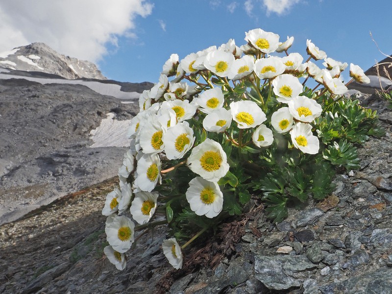 Glacier Buttercup photo 2
