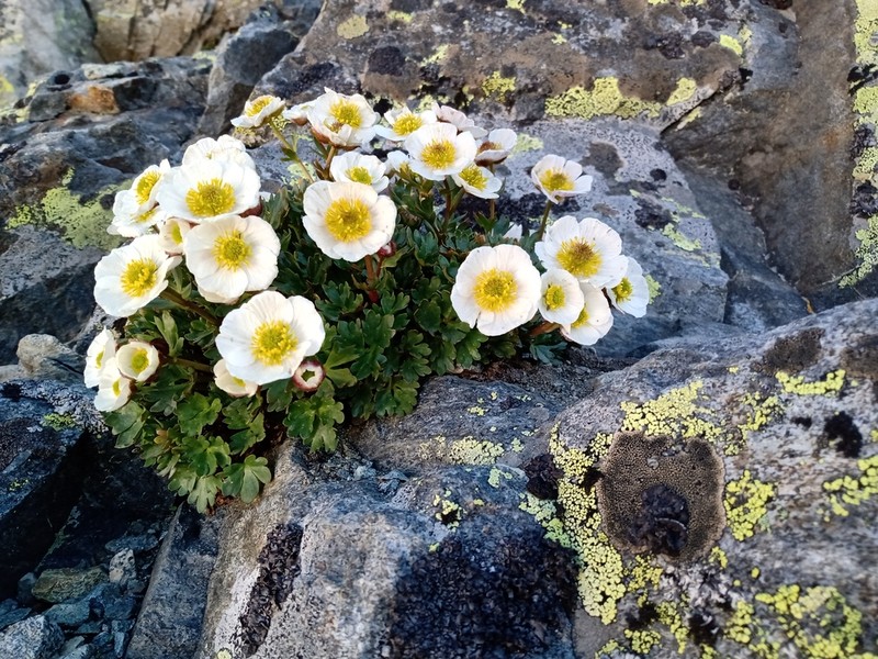 Glacier Buttercup photo 3