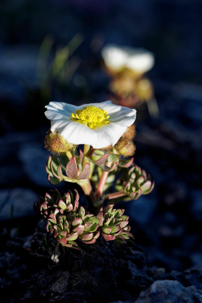 Glacier Buttercup photo 4