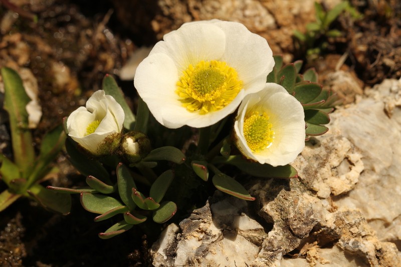 Glacier Buttercup photo 5