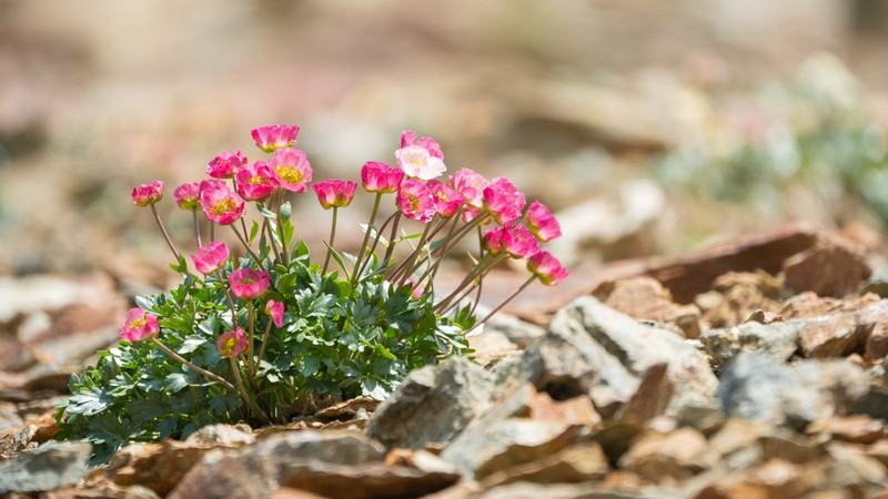 Glacier Buttercup photo 6