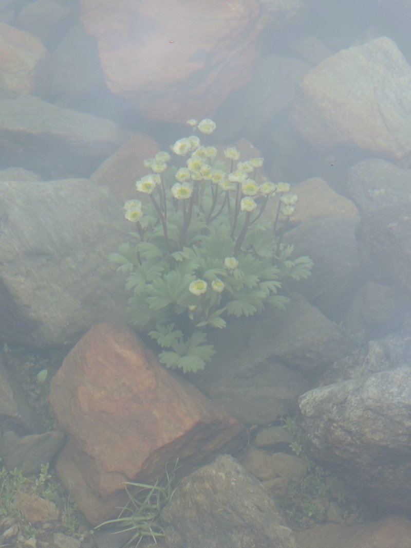 Glacier Buttercup photo 7