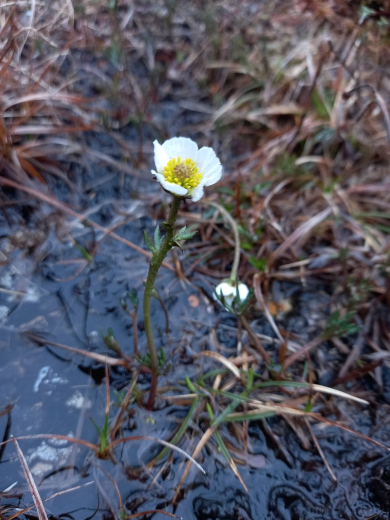Ranunculus glacialis subsp. camissonis