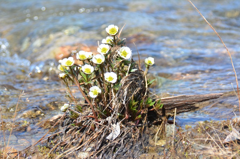 Ranunculus glacialis subsp. camissonis photo 2