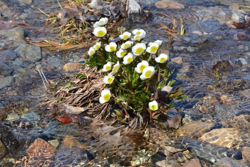 Ranunculus glacialis subsp. camissonis photo 3