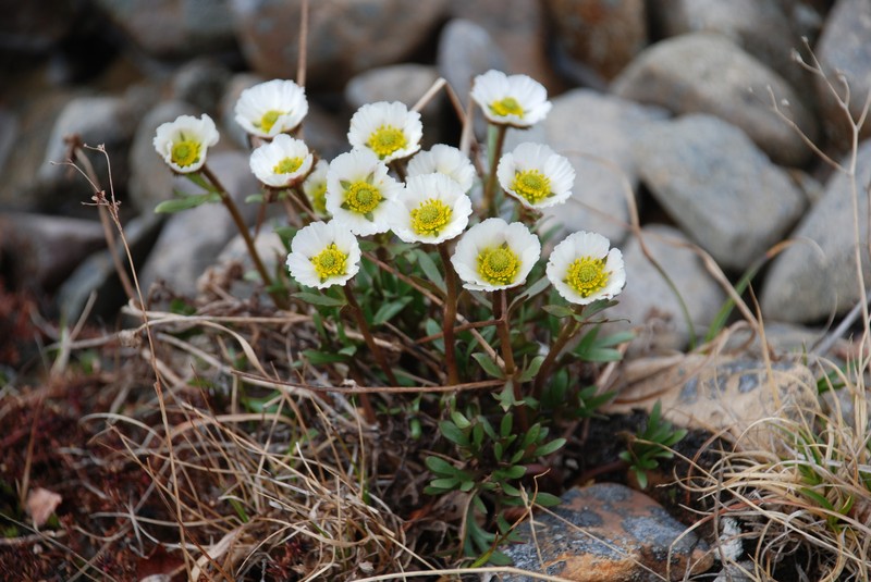 Ranunculus glacialis subsp. camissonis photo 4