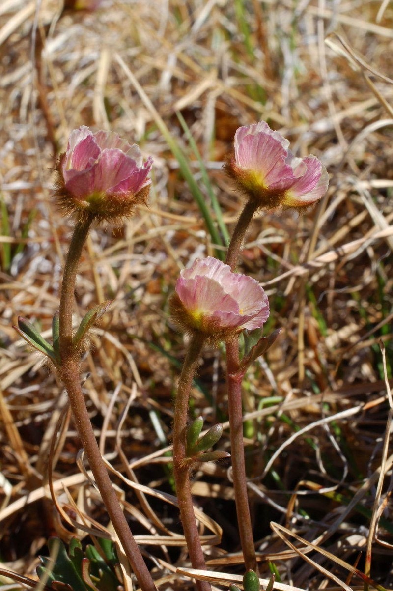 Ranunculus glacialis subsp. camissonis photo 5