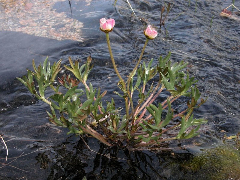 Ranunculus glacialis subsp. camissonis photo 6