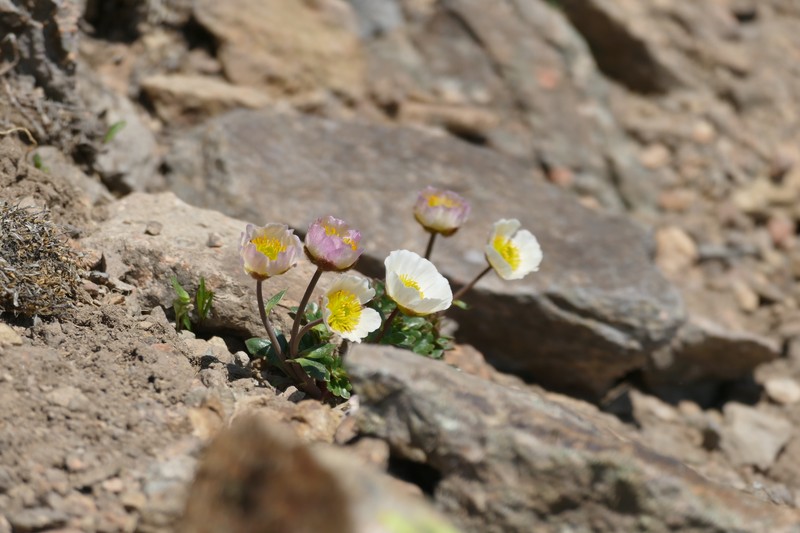 Ranunculus glacialis subsp. glacialis
