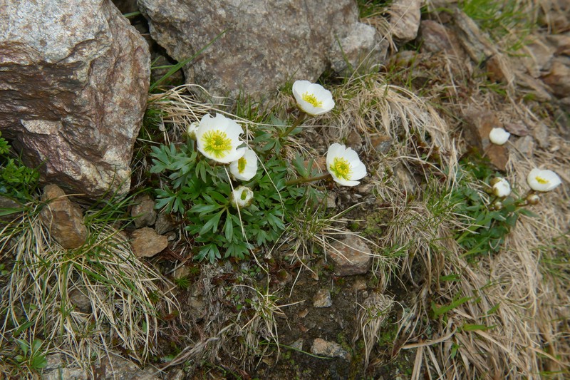 Ranunculus glacialis subsp. glacialis photo 2