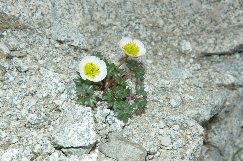 Ranunculus glacialis subsp. glacialis photo 3