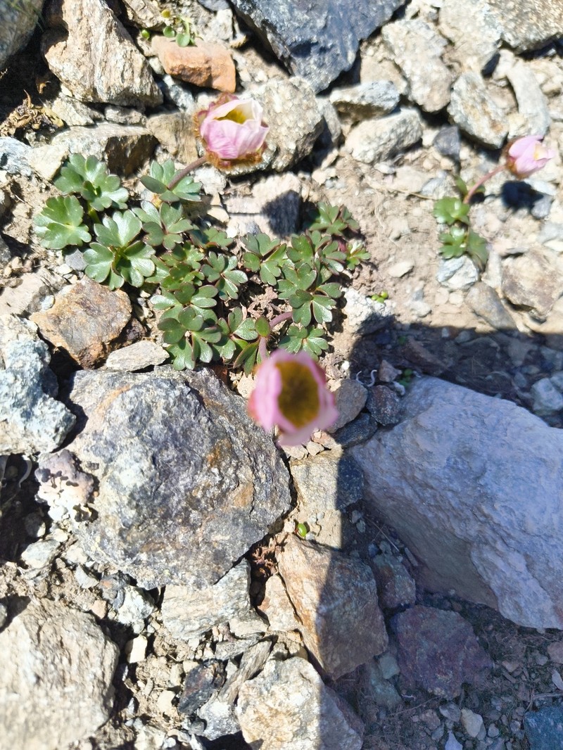 Ranunculus glacialis subsp. glacialis photo 4
