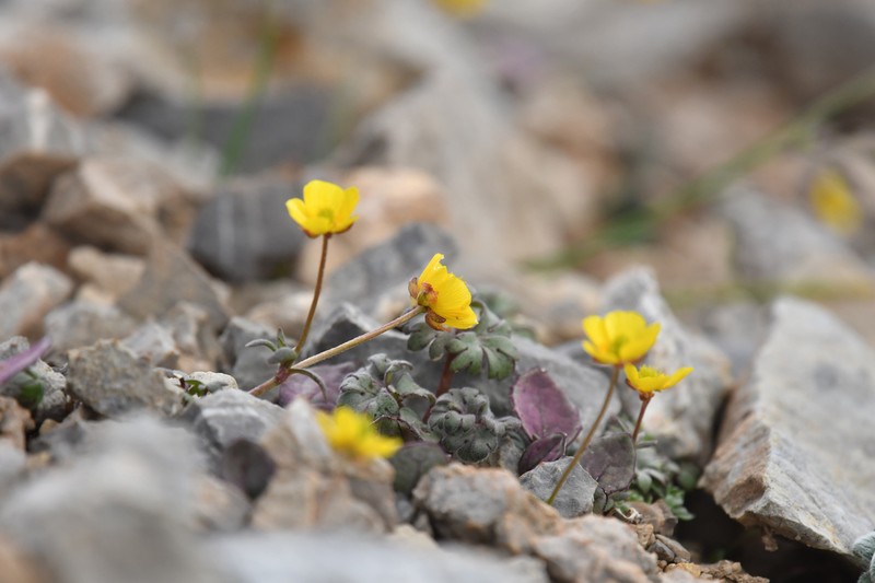 Ranunculus glareosus photo 2