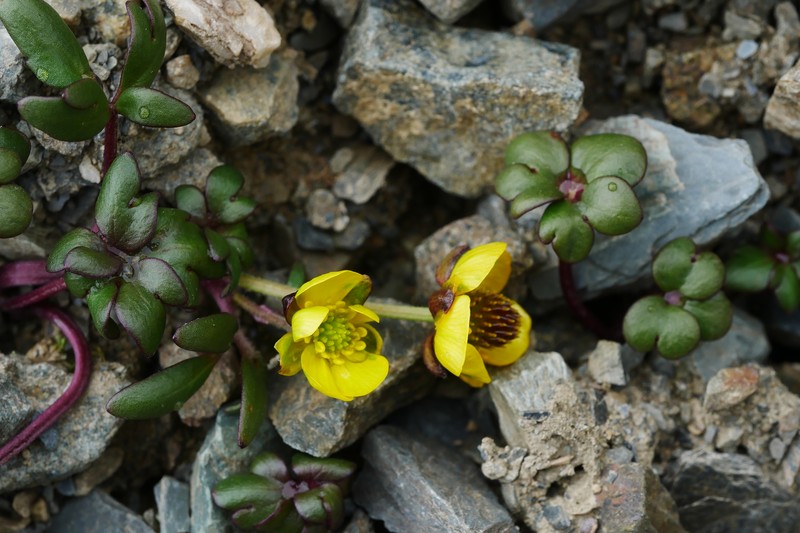 Ranunculus glareosus photo 3