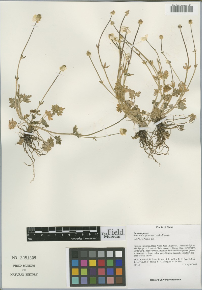 Ranunculus glareosus photo 4