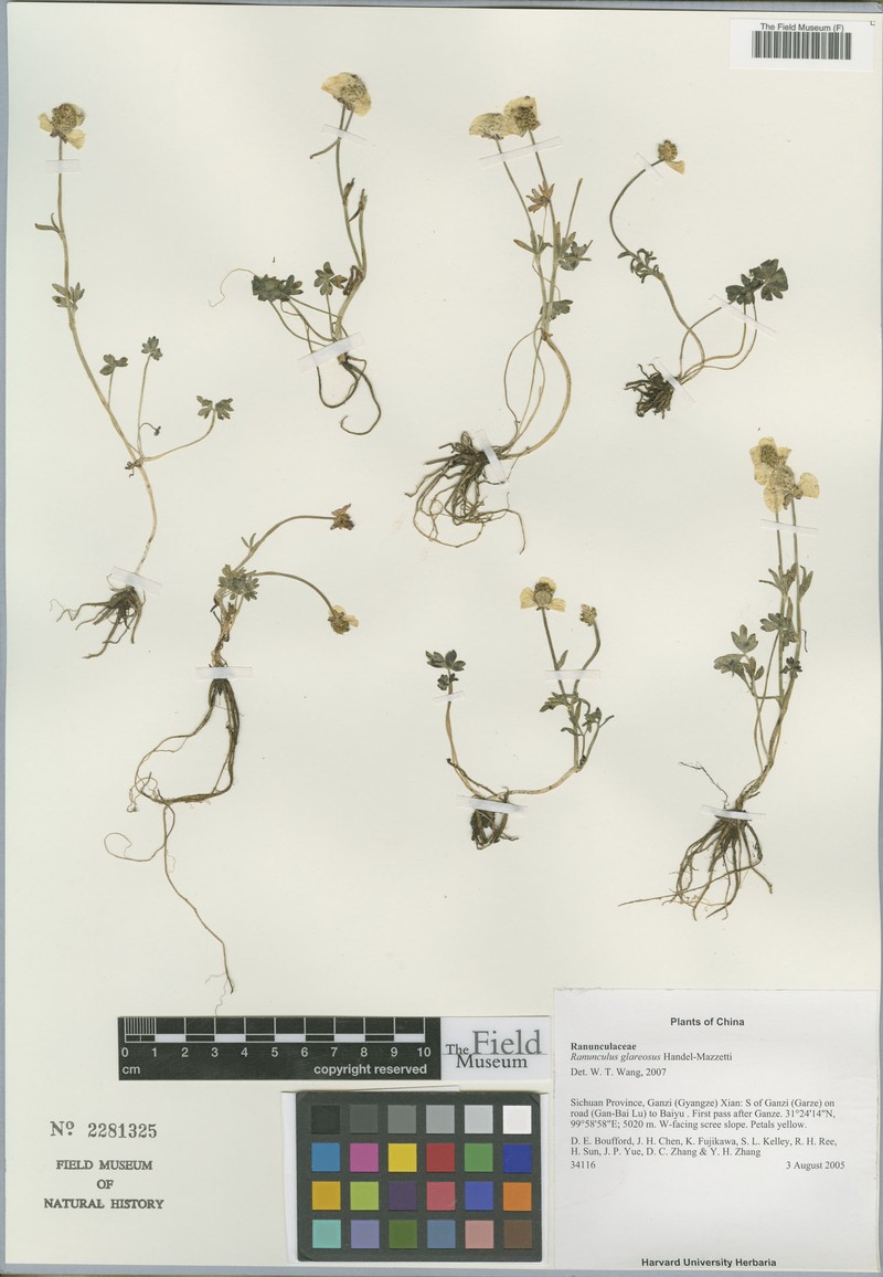 Ranunculus glareosus photo 5