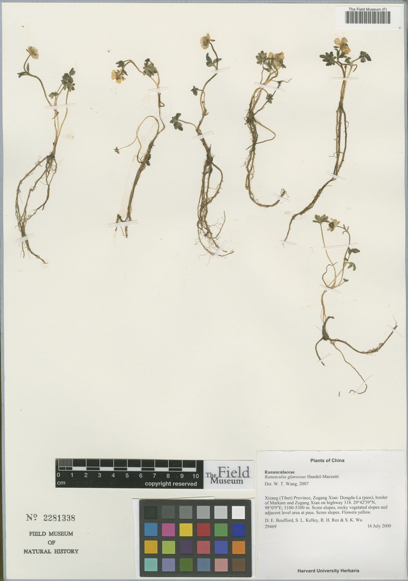 Ranunculus glareosus photo 6