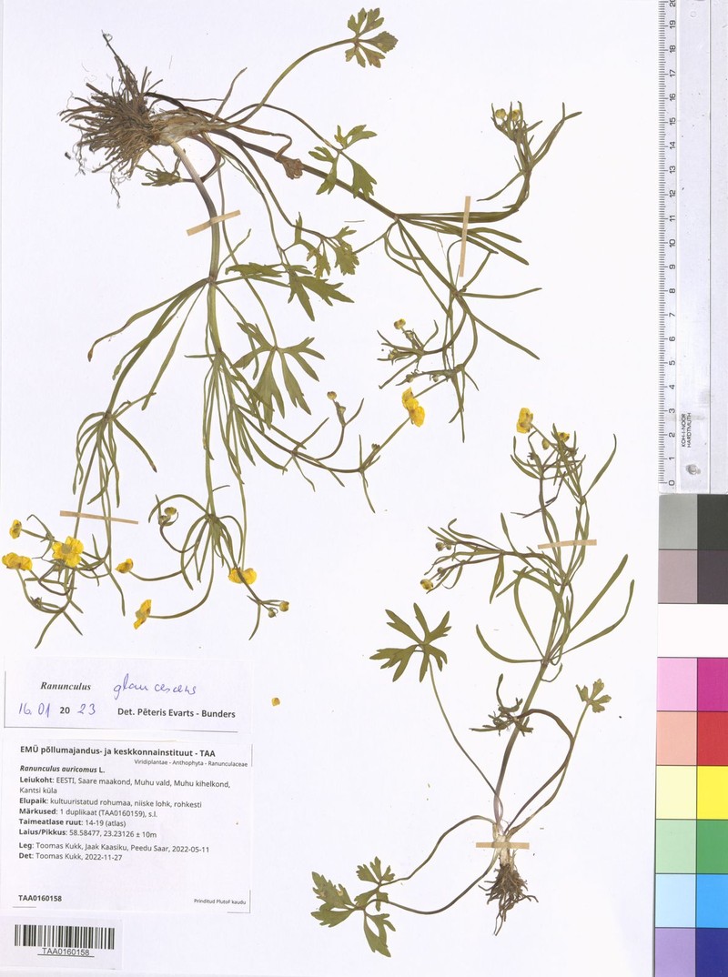 Ranunculus glaucescens