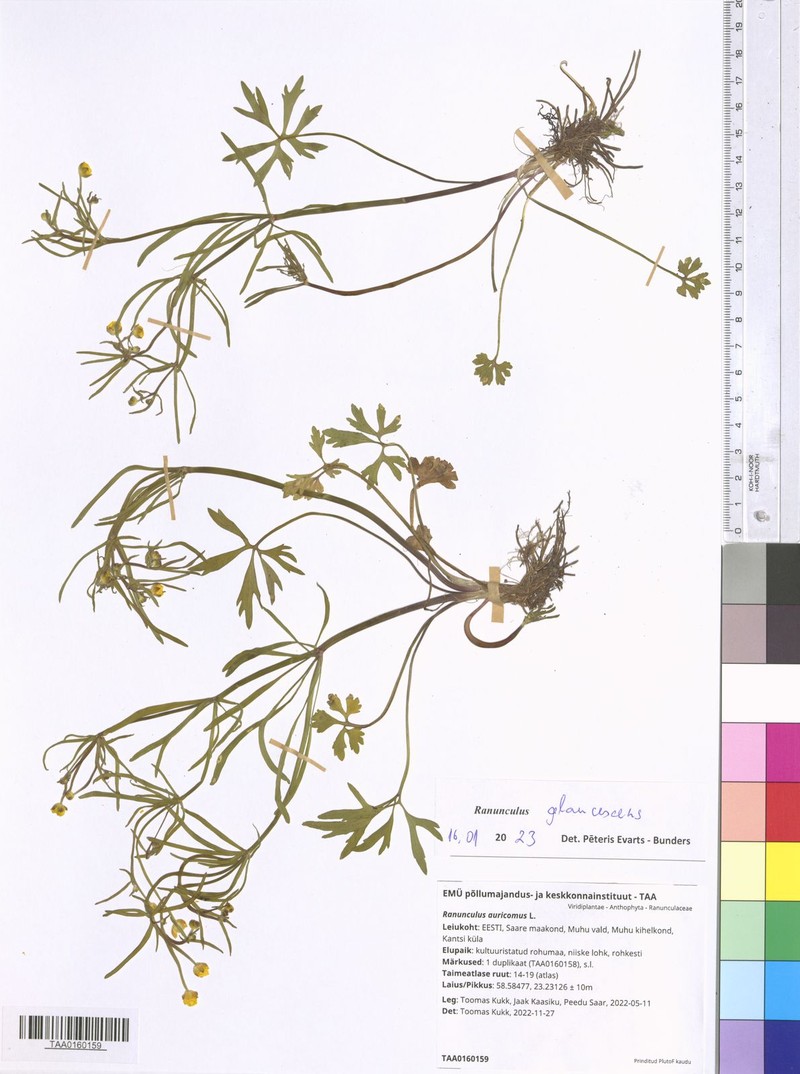 Ranunculus glaucescens photo 2