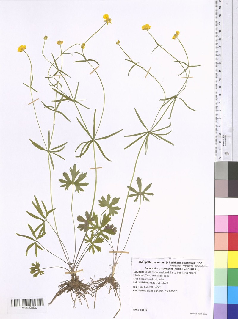 Ranunculus glaucescens photo 3