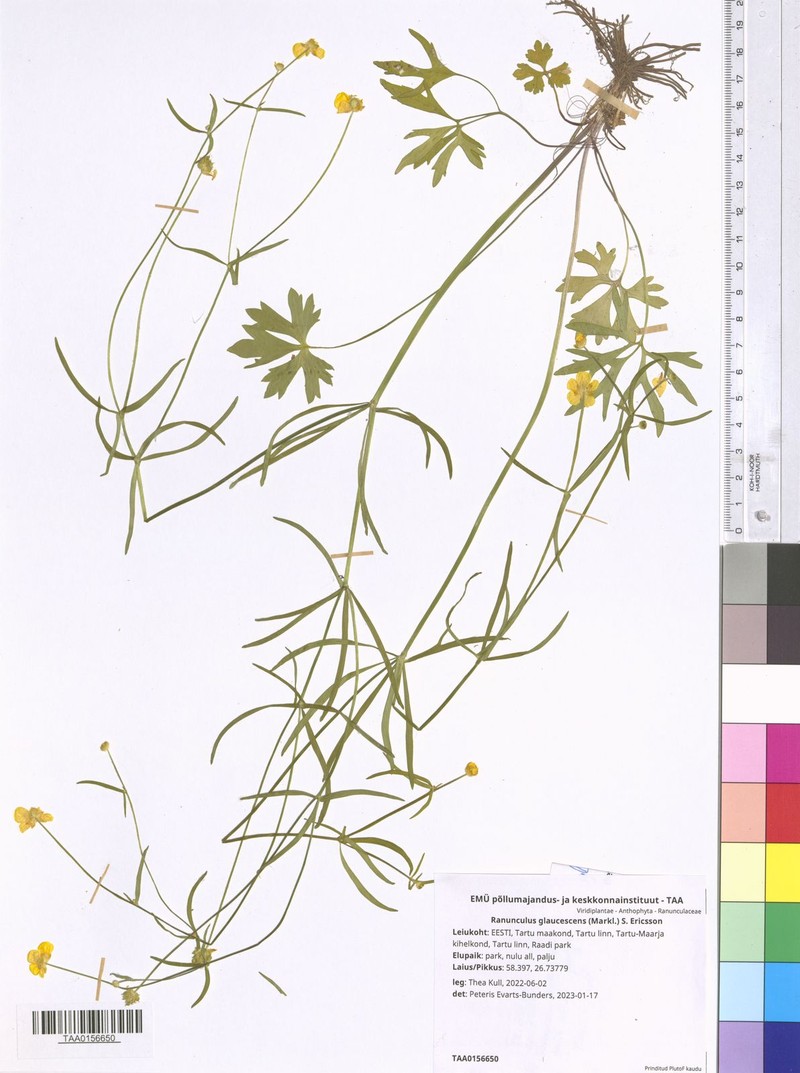 Ranunculus glaucescens photo 4