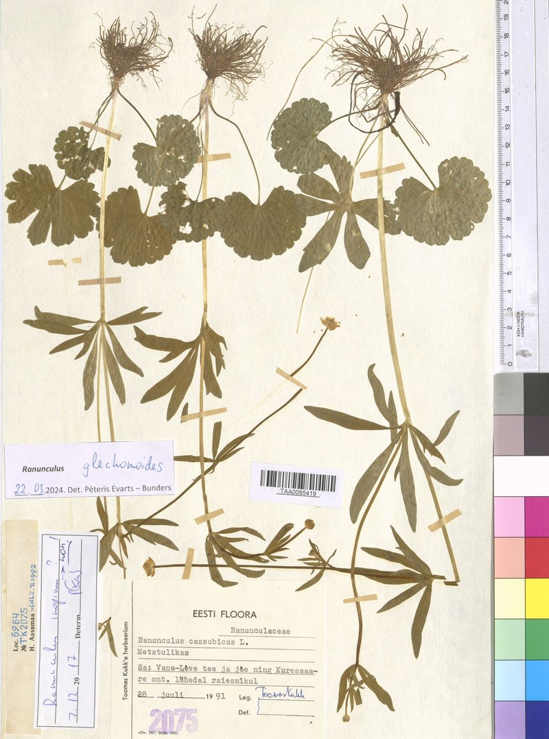 Ranunculus glechomoides