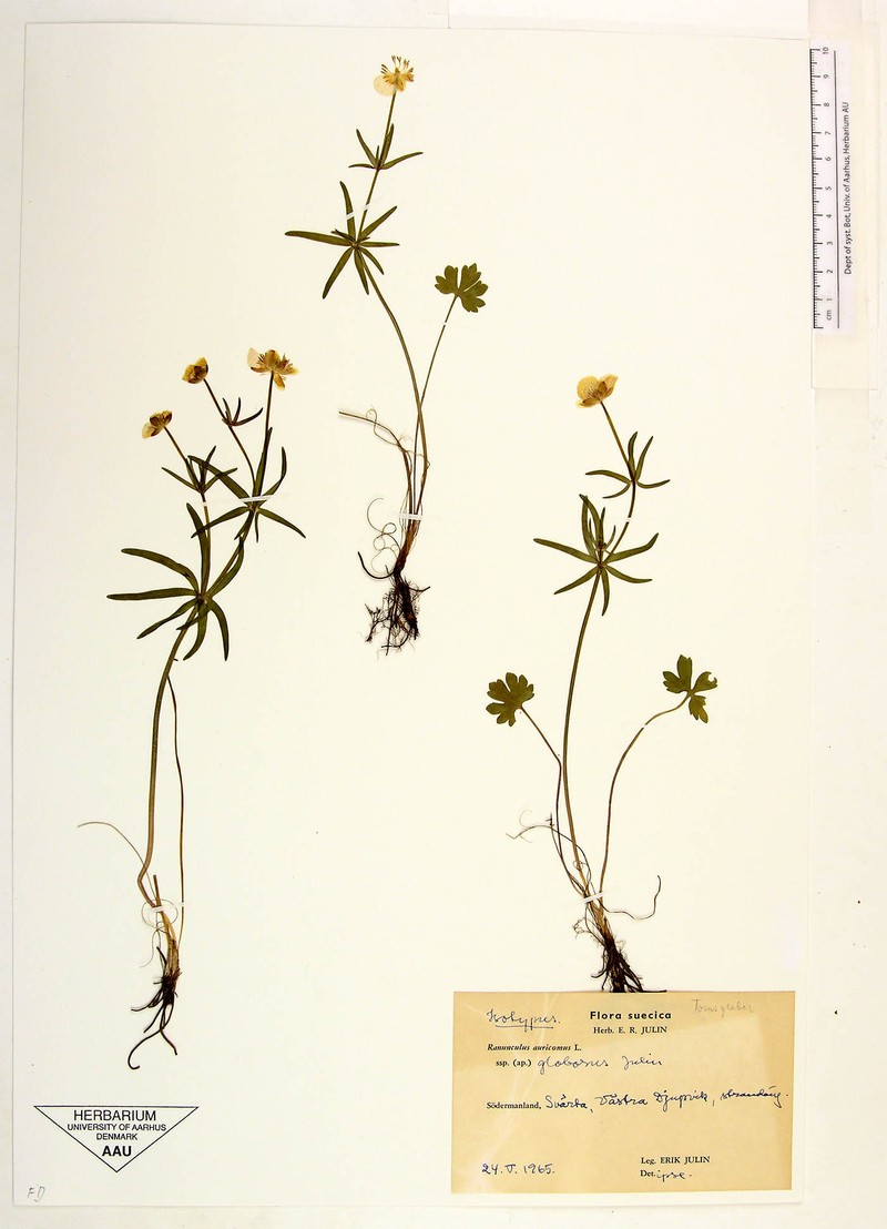Ranunculus globosus