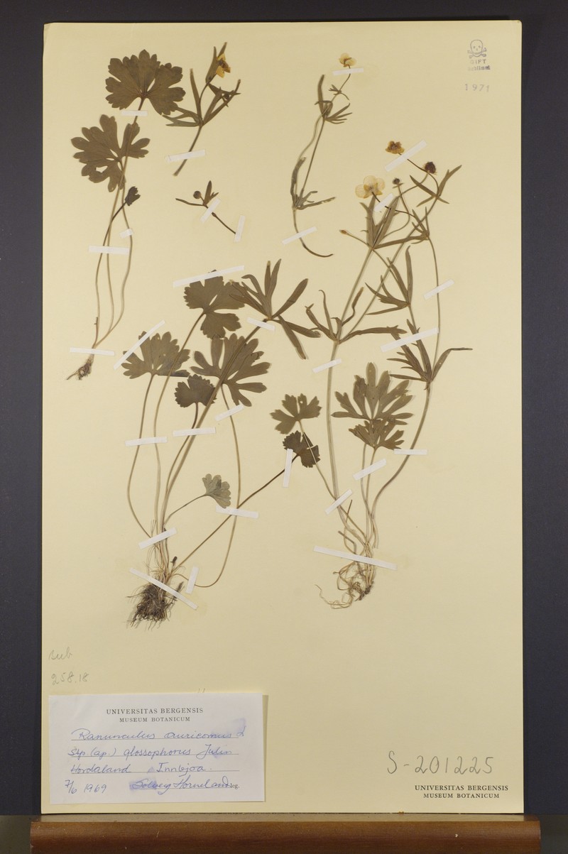Ranunculus glossophorus