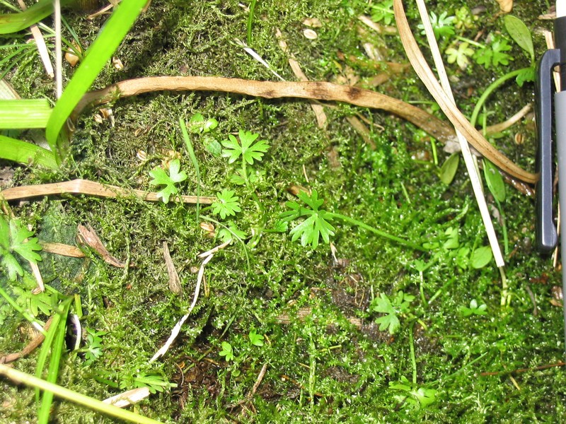 Gmelin's Buttercup photo 2