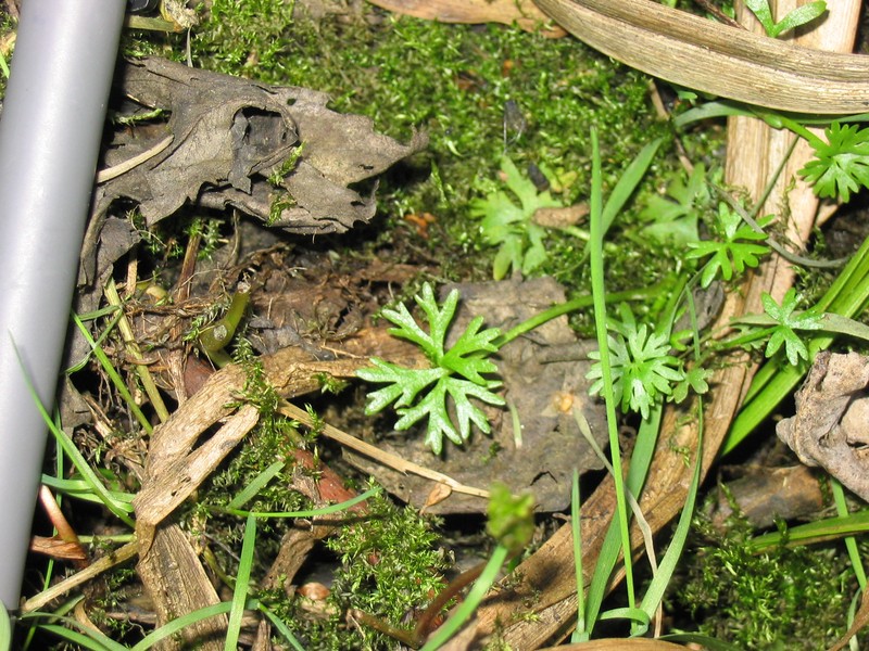Gmelin's Buttercup photo 3