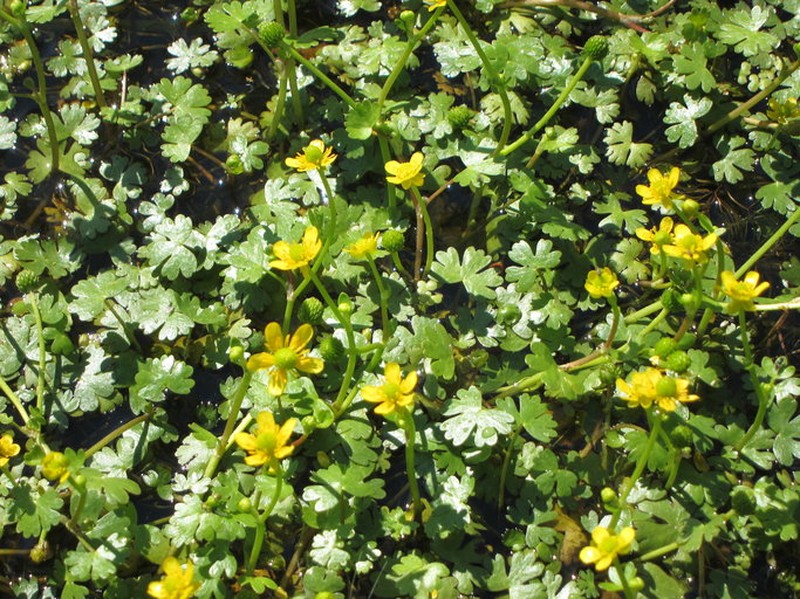 Gmelin's Buttercup