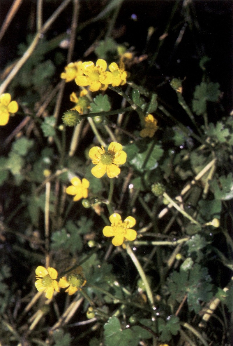 Gmelin's Buttercup photo 5