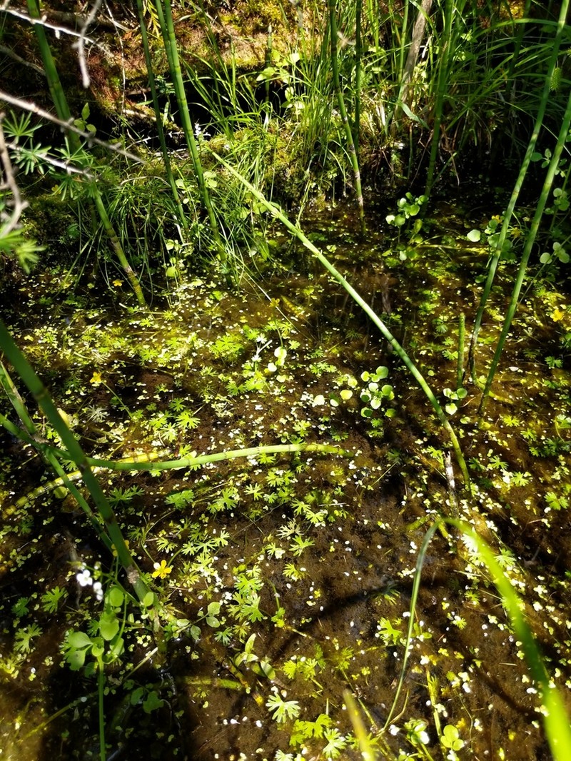 Gmelin's Buttercup photo 4