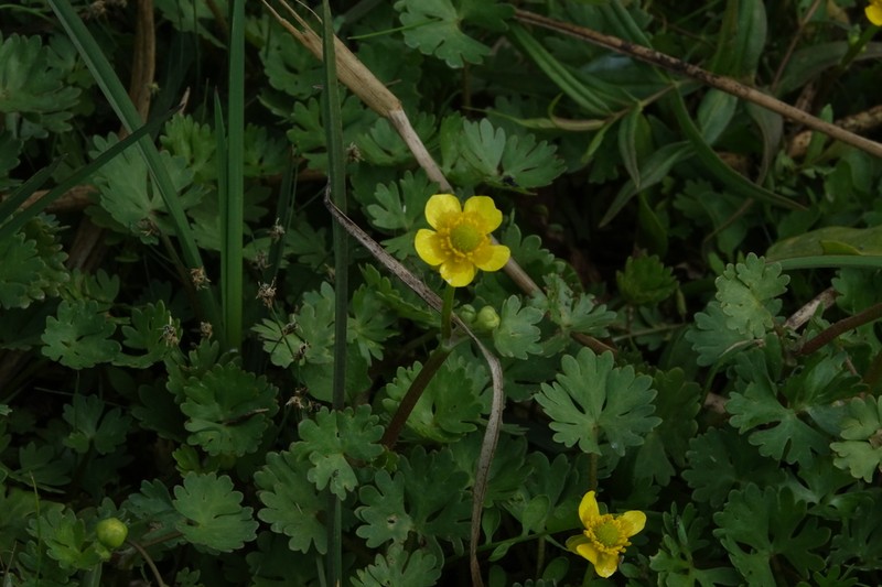 Gmelin's Buttercup photo 5