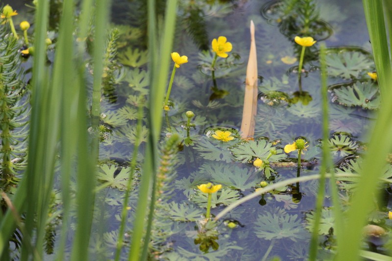 Gmelin's Buttercup photo 6