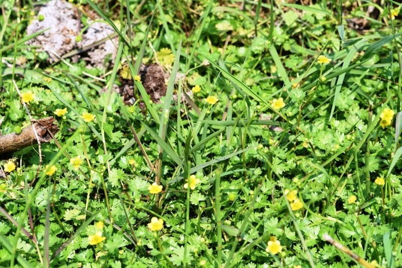 Gmelin's Buttercup photo 7