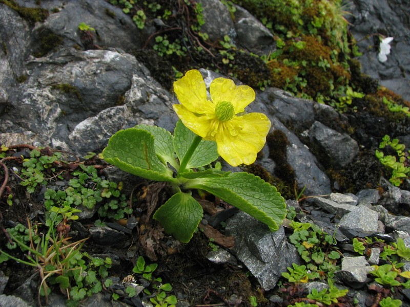 Ranunculus godleyanus