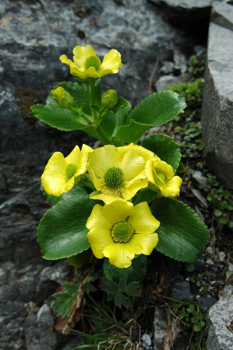 Ranunculus godleyanus photo 2