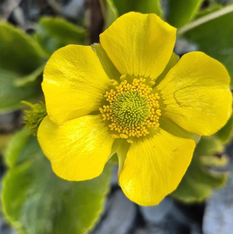 Ranunculus godleyanus photo 3