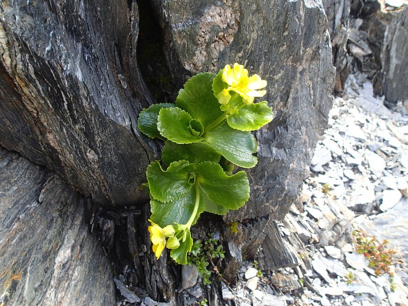 Ranunculus godleyanus photo 4