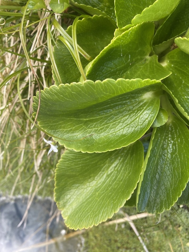 Ranunculus godleyanus photo 5