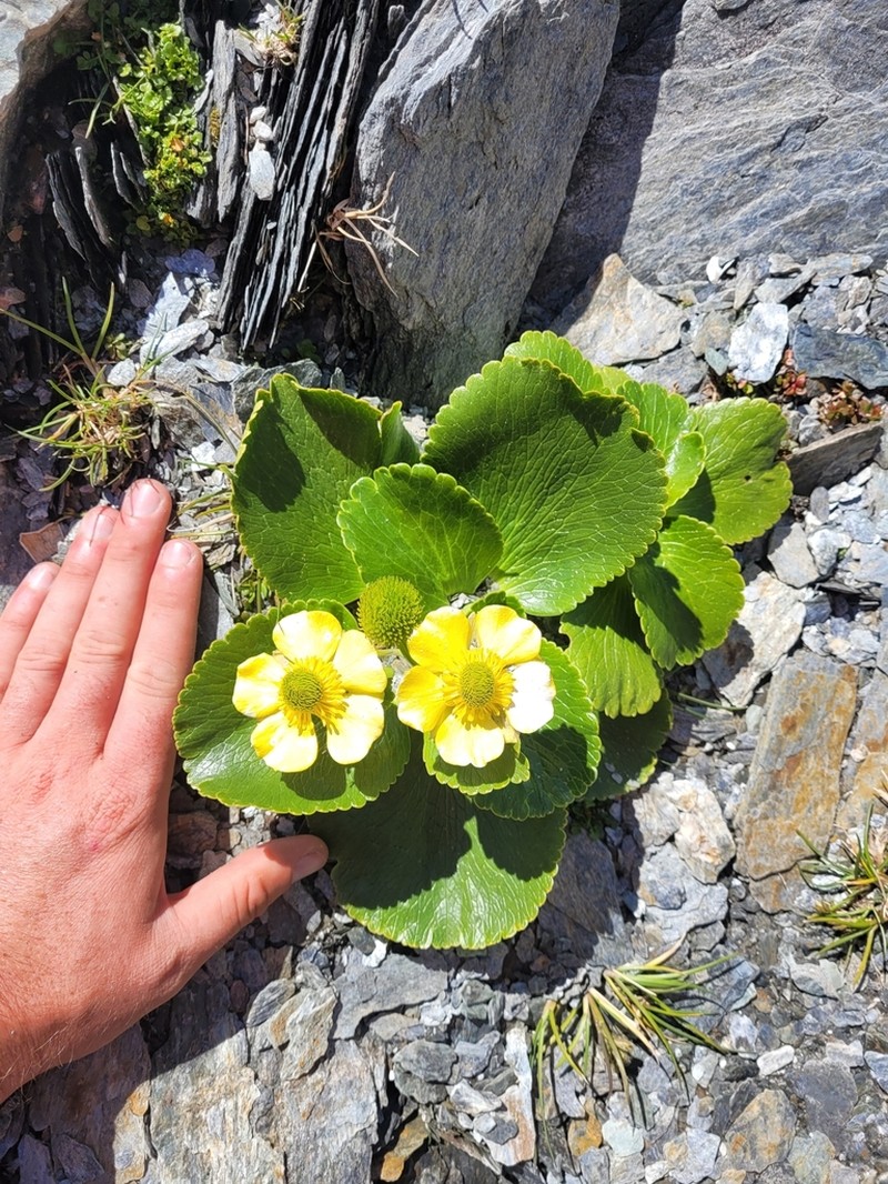 Ranunculus godleyanus photo 6