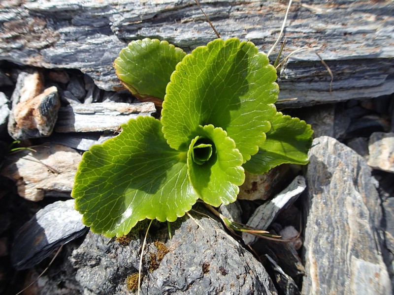 Ranunculus godleyanus photo 8