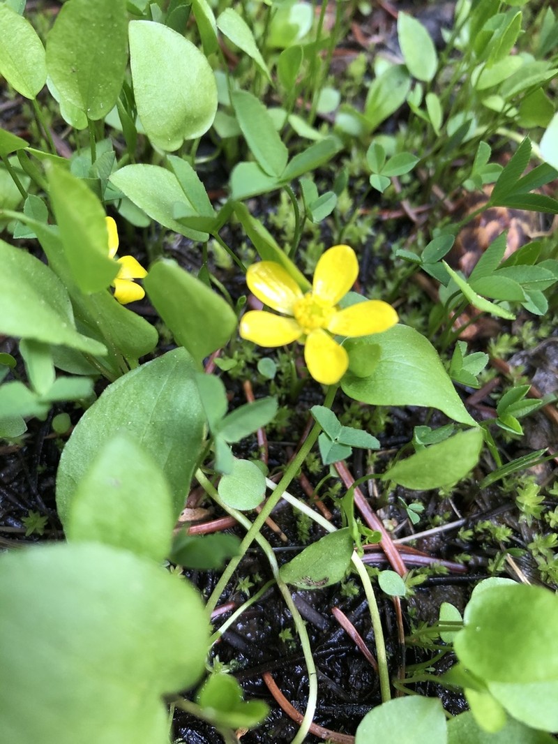 Gorman's Buttercup