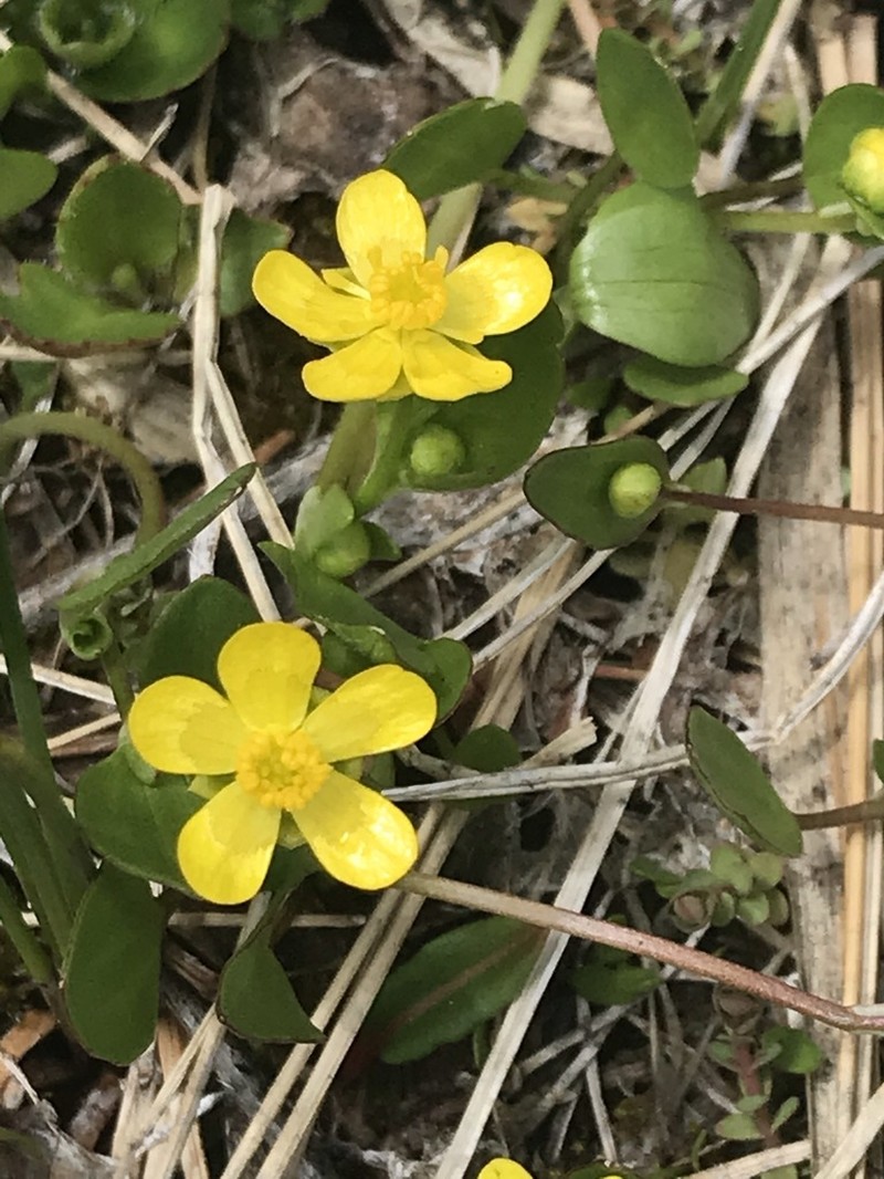 Gorman's Buttercup photo 3