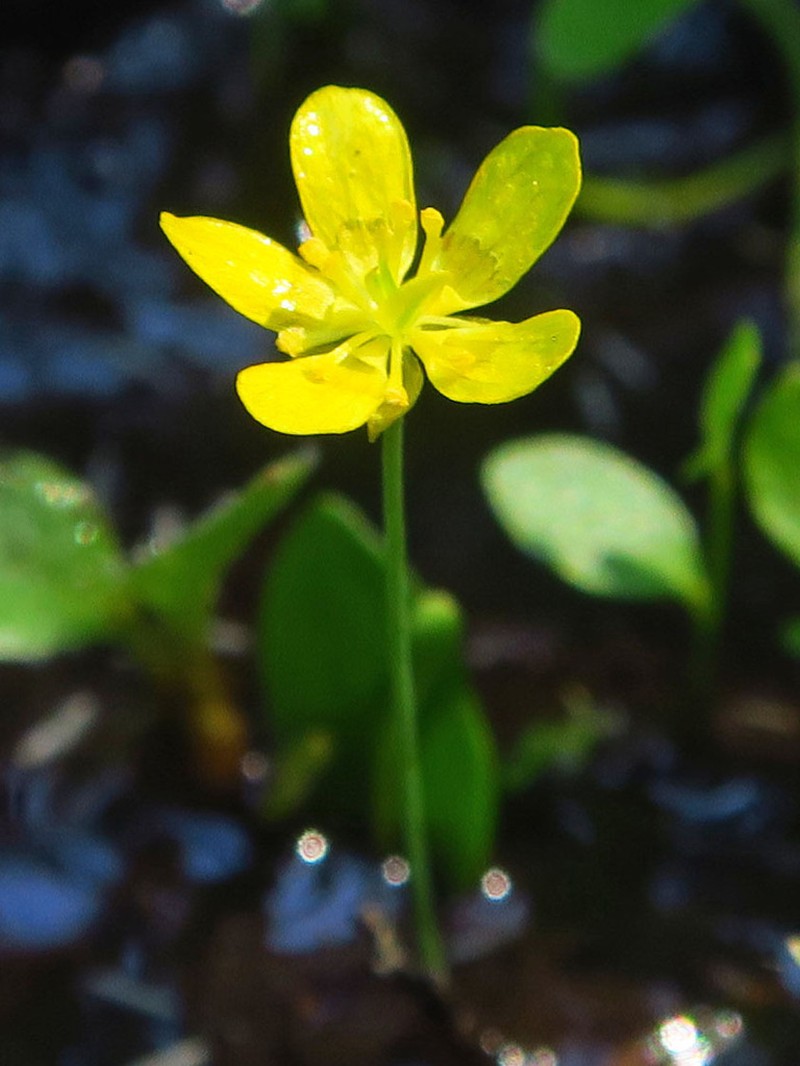 Gorman's Buttercup photo 4