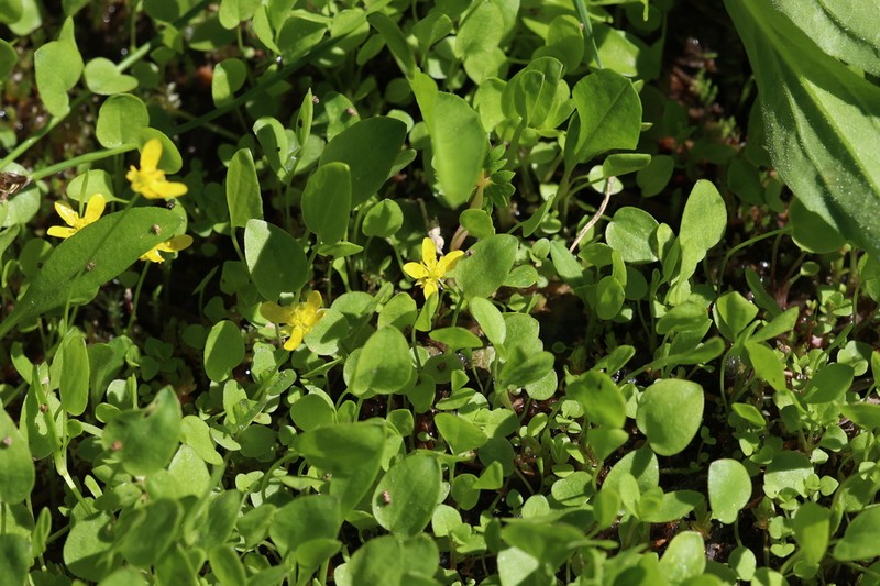 Gorman's Buttercup photo 6