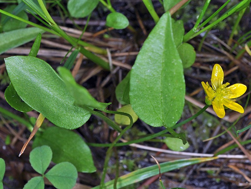 Gorman's Buttercup photo 7