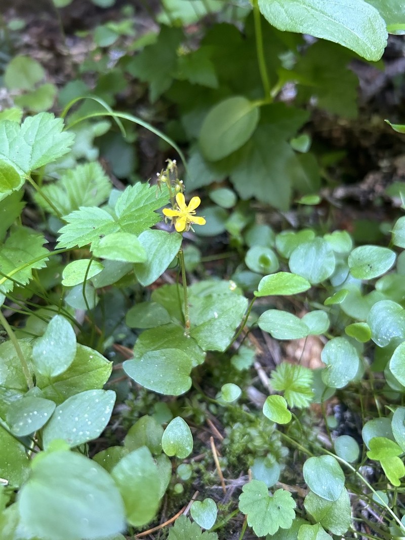 Gorman's Buttercup photo 8