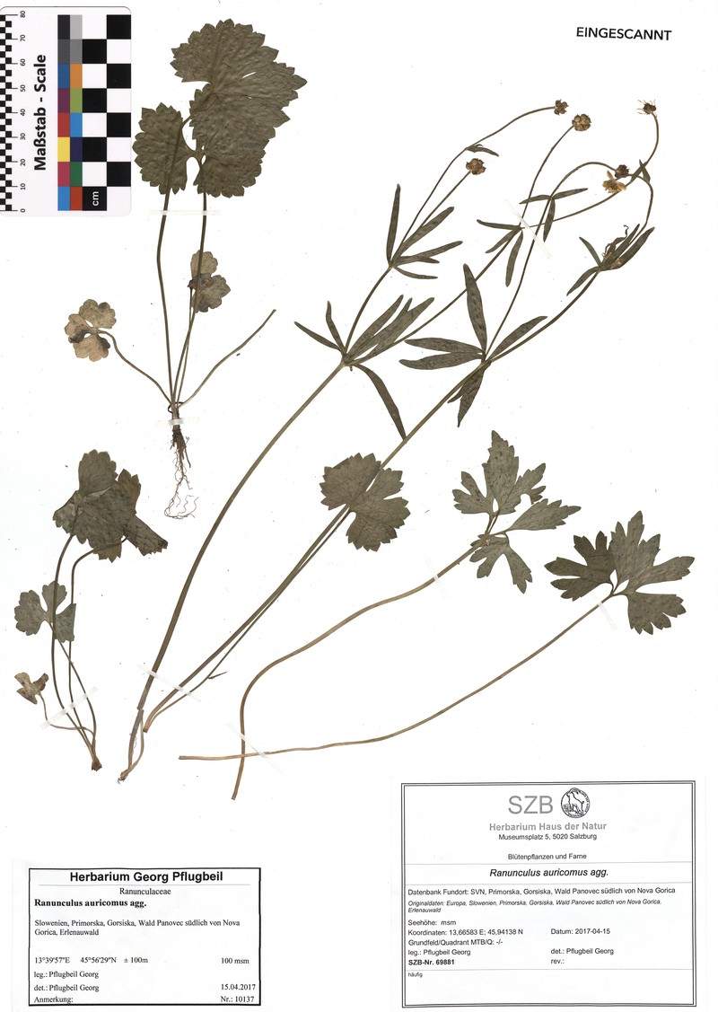 Ranunculus gortanii